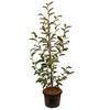 330mm Magnolia Inspiration
