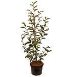 330mm Magnolia Inspiration