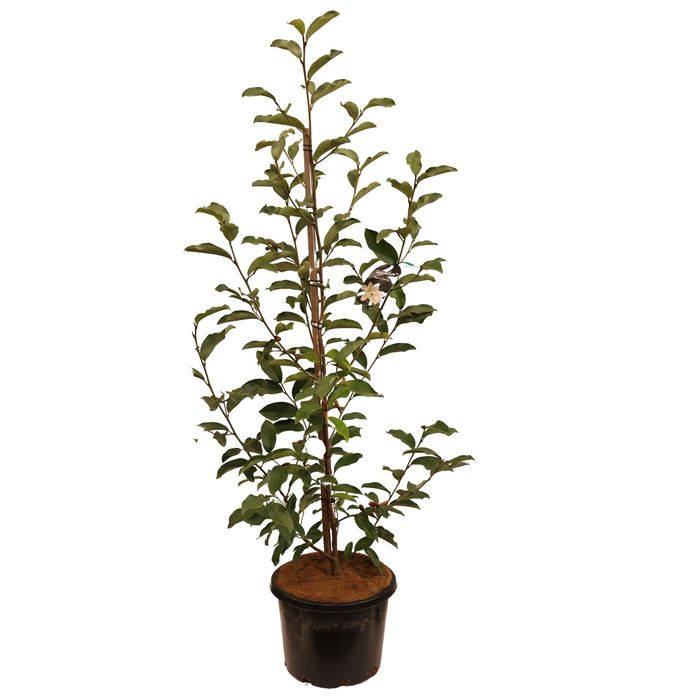 330mm Magnolia Inspiration