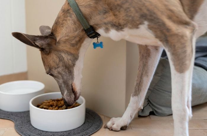 A dog wearing a green collar is pet food from a food bowl placed beside a matching water bowl on a mat.