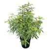 4L Variegated Lemonwood - Pittosporum minima Variegata