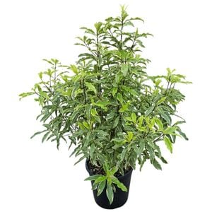 4L Variegated Lemonwood - Pittosporum minima Variegata