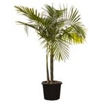 45L Bangalow Palm - Archontophoenix cunninghamiana