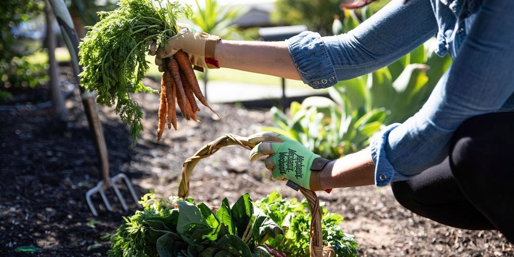 Person in the vegetable garden holding a bunch of carrots and wearing gloves