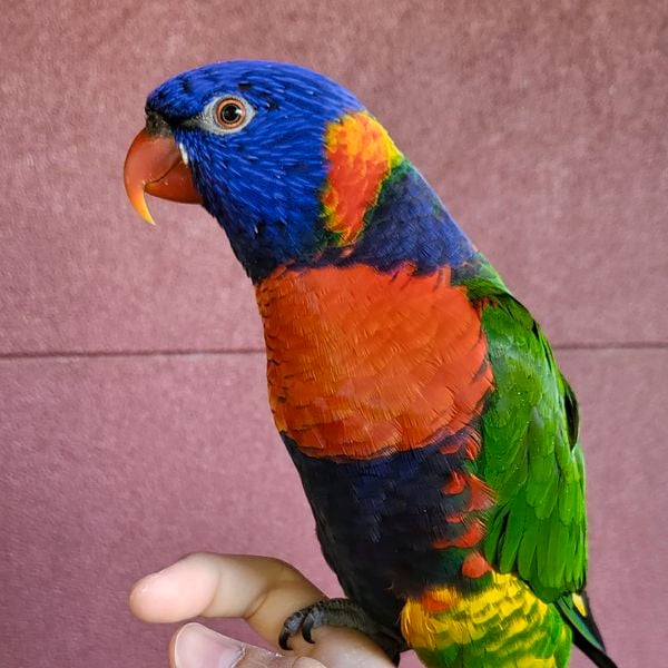 Pet of the month: Niko the red collar lorikeet