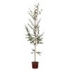 250mm Purple Leaf Birch Tree - Betula populifolia