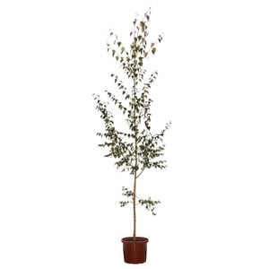 250mm Purple Leaf Birch Tree - Betula populifolia