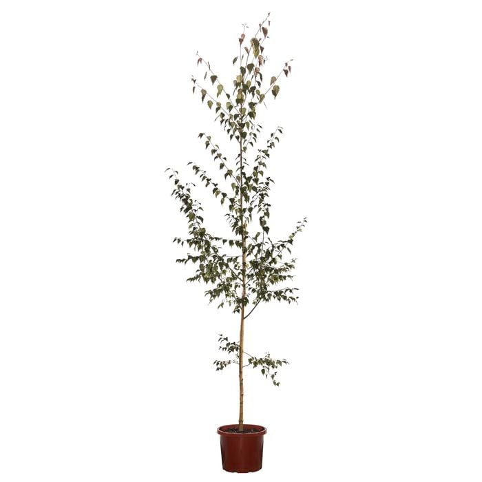 250mm Purple Leaf Birch Tree - Betula populifolia
