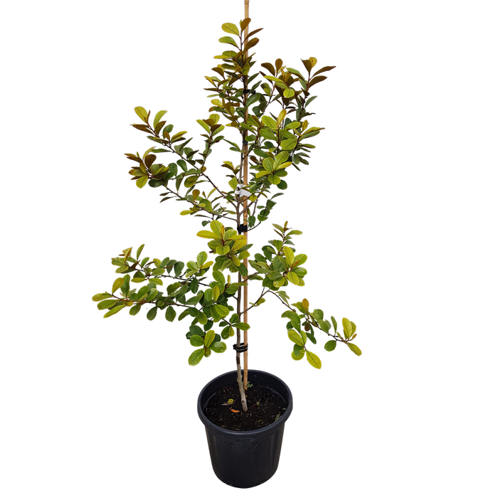 30L Michelia Gracipes