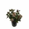 2.5L Viburnum Eve Price - Viburnum tinus Eve Price