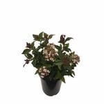 2.5L Viburnum Eve Price - Viburnum tinus Eve Price