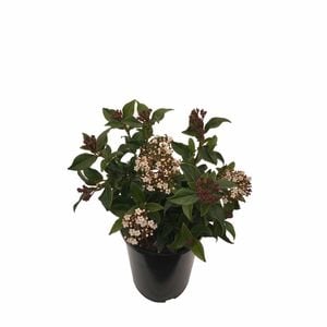 2.5L Viburnum Eve Price - Viburnum tinus Eve Price