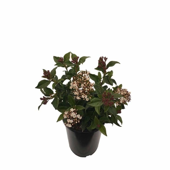 2.5L Viburnum Eve Price - Viburnum tinus Eve Price