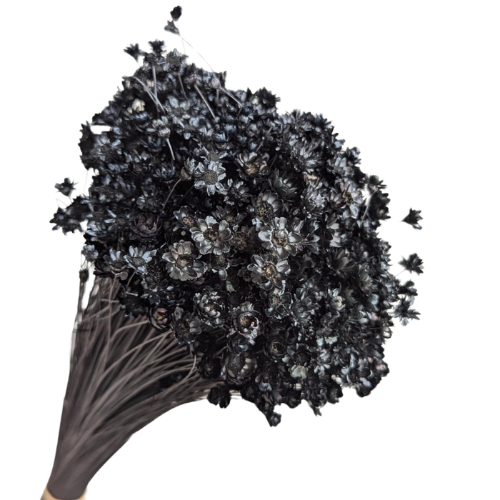 Blooms of Joy 50cm Black Springstar Flowers