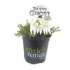 170 mm Pimelea Silver Ghost