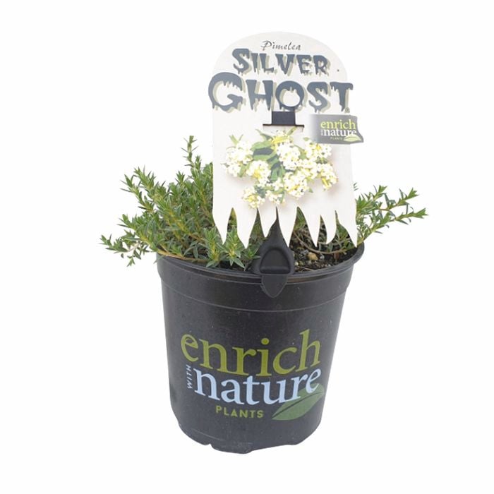 170 mm Pimelea Silver Ghost