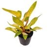 125mm Painted Lady - Philodendron erubescens