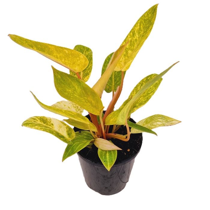 125mm Painted Lady - Philodendron erubescens