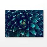 Dark Green Cactus Flower Closeup Print 100% Australian Made 75x50cm (Stretched Canvas)