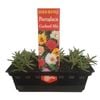 Portulaca Cocktail Mix - Portulaca grandiflora