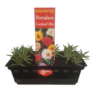 Portulaca Cocktail Mix - Portulaca grandiflora