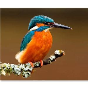 Brightly Colored Kingfisher On Branch  Print 100% Australian Made 150 x 100cm  (Stretched)