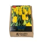 Yarra Valley Bulbs Tulip Strong Gold - 5 Pack