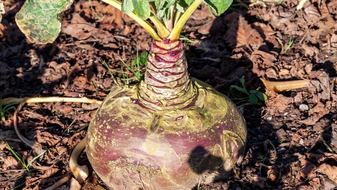 A swede plant growing in a garden bed