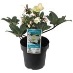 180mm Helleborus Shooting Star - Helleborus ericsmithii Gold Collection