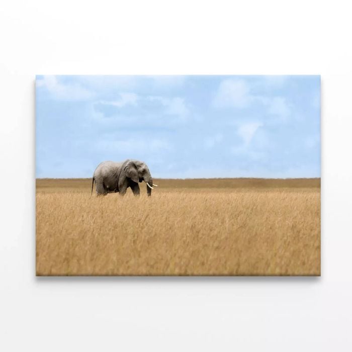 Elephant Walking Through Grass   Print 100% Australian Made 120 x 90cm  (Stretched)