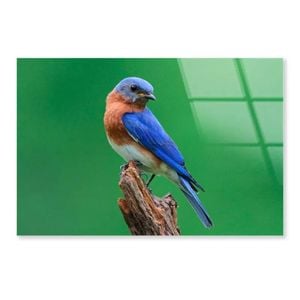 Blue Bird Sitting Tree  Print 100% Australian Made 150 x 100cm  (Acrylic)