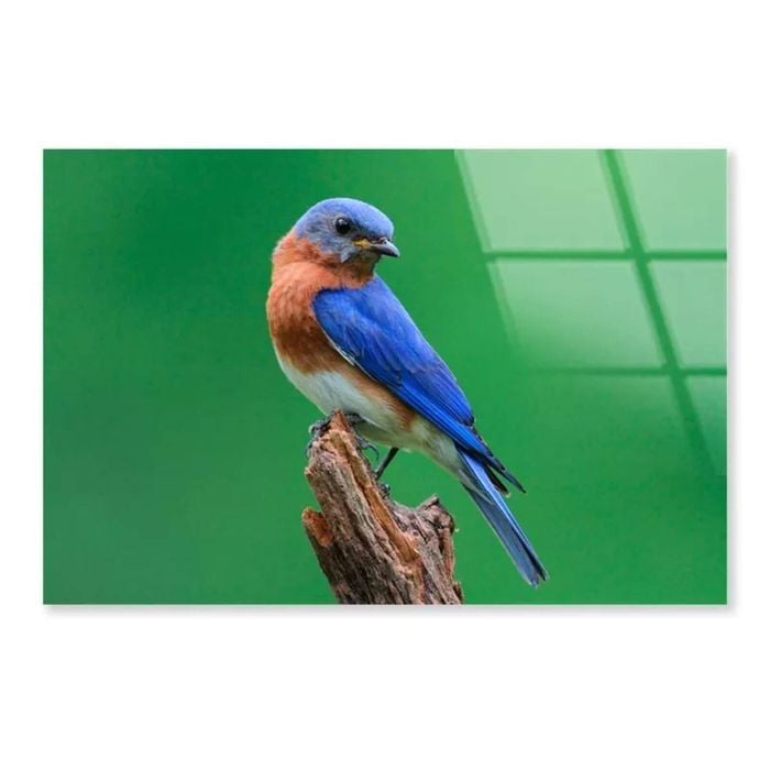 Blue Bird Sitting Tree  Print 100% Australian Made 150 x 100cm  (Acrylic)
