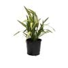 200mm Phormium Tenax Yellow Wave