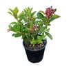 2L Escallonia - Escallonia Red Knight