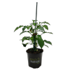 130mm Pillar Peppers™ F1 Mimi Red - Capsicum annuum