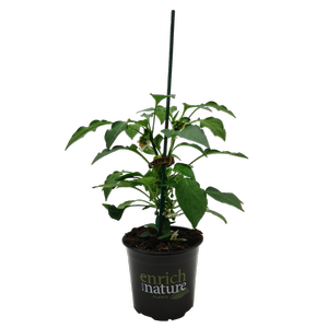 130mm Pillar Peppers™ F1 Mimi Red - Capsicum annuum