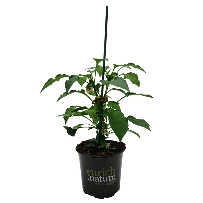 130mm Pillar Peppers™ F1 Mimi Red - Capsicum annuum