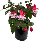 Plant-regal Passions Range 140mm Fuchsia Bella
