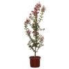 Bagged Lagerstroemia Tuscarora - Lagerstroemia Indica