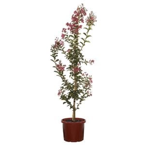 Bagged Lagerstroemia Tuscarora - Lagerstroemia Indica