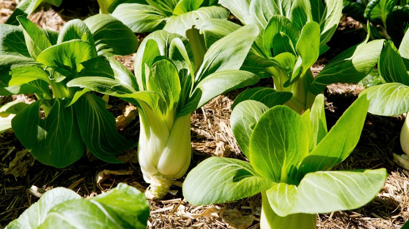 Green and white bok choy plants growing in vegetable garden