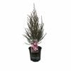 170 mm Leptospermum Sunraysia