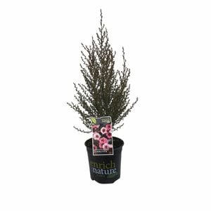 170 mm Leptospermum Sunraysia