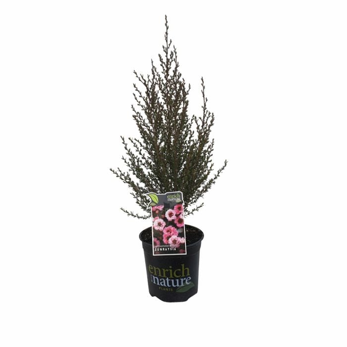 170 mm Leptospermum Sunraysia