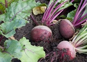 Beetroot.
