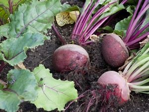 Beetroot - Medium