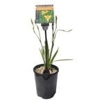 Plants for Ponds - 125mm Water Orchid