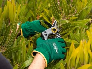 A person with secateurs trimming a plant