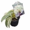 130mm  Rengarenga Lily -  Arthropodium cirratum