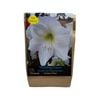 Yarra Valley Bulbs Hippeastrum Wedding Dance - 1 Pack
